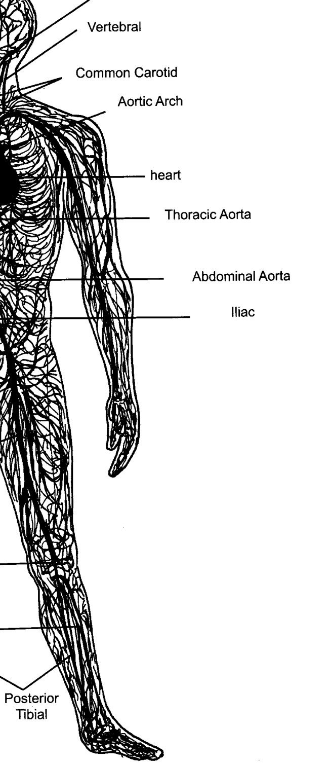 Mạng lưới động mạch của Hệ Tuần hoàn
