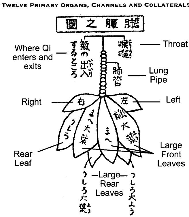 Sơ đồ giải phẫu cổ của cơ quan Phế