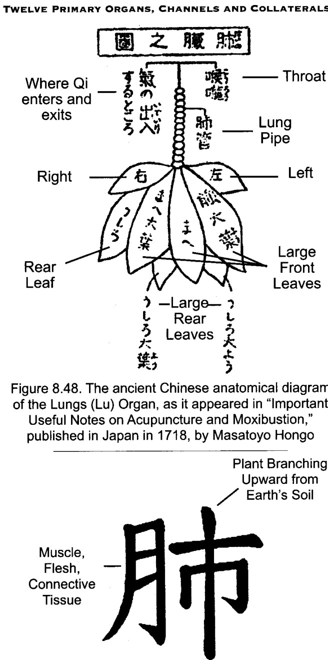 Chữ Hán Fei nghĩa là Phế