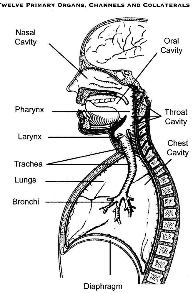 Giải phẫu của Hệ Hô hấp