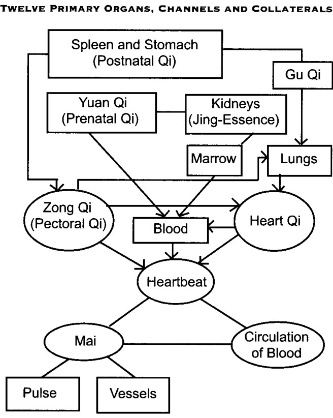 Các chức năng năng lượng của Tim, Huyết và Huyết Quản