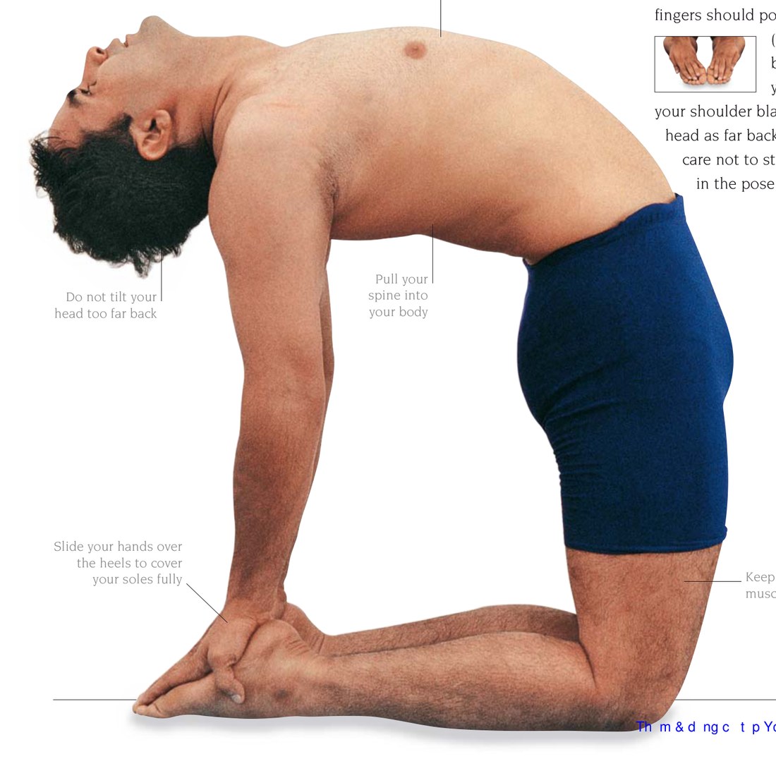 Ustrasana — kéo giãn các cơ vùng bụng
