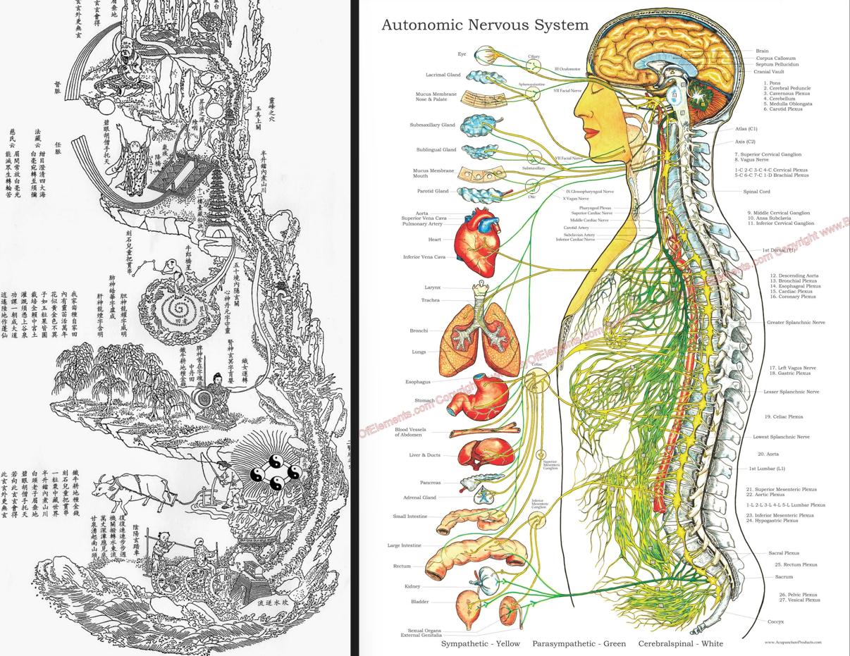 The Neijing Tu beside a labelled diagram of the autonomic nervous system